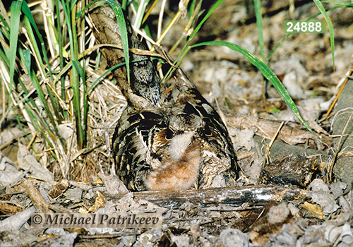 Common Pauraque (Nyctidromus albicollis)